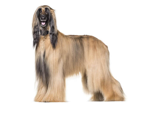 Afghan Hound