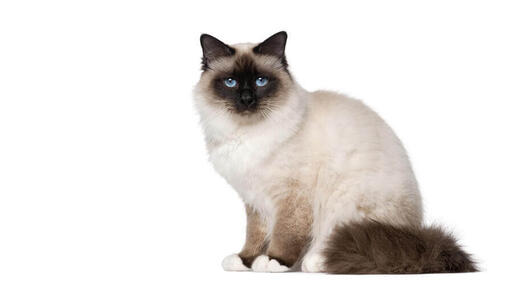 Birmaneză
