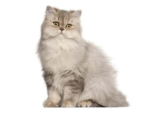Pisica Persană Cu Păr Lung