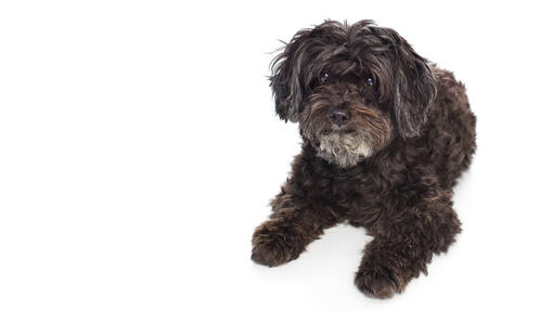 Schnoodle