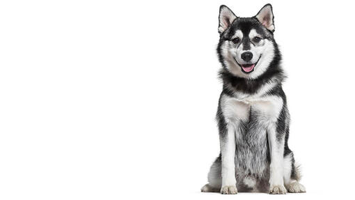 Pomsky cu trasaturi predominante de Husky Siberian.