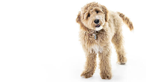 Goldendoodle