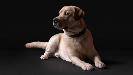 caine care reprezinta gama Purina Pro Plan Yellow Lab