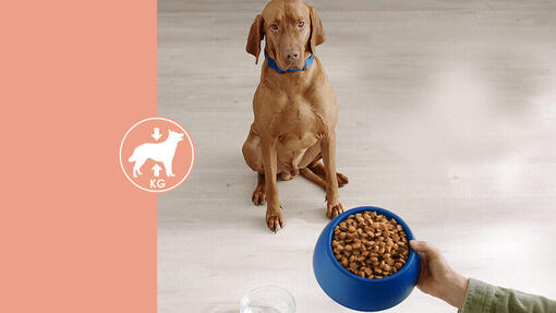 Dog Chow®