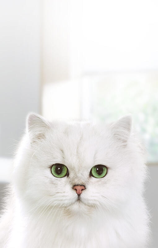 Pisica albă se uită la o cameră