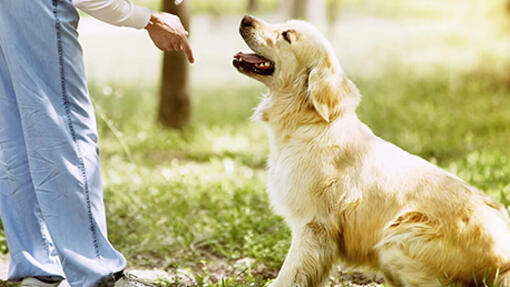 Cum să îți dresezi câinele - cele mai importante lucruri despre dresajul canin