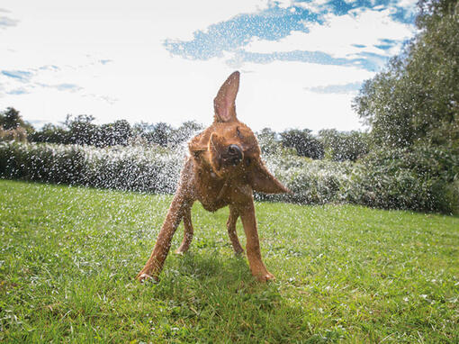 Dog chow caine