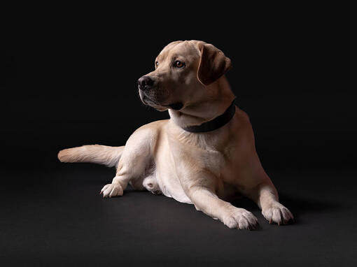 Pro Plan Labrador galben