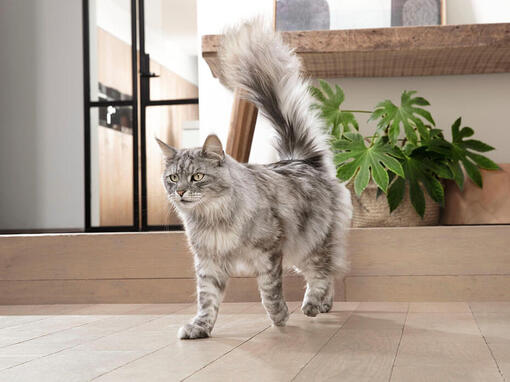 Purina One pisică gri