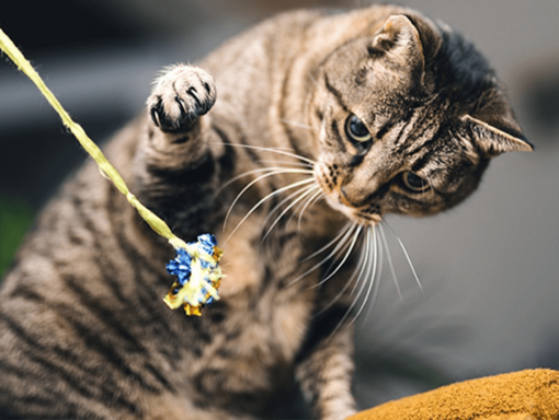 Cat chow hrana pentru pisici