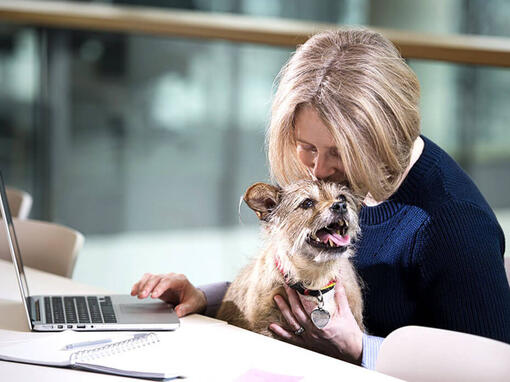 Terrier așezat în poala femeii în timp ce aceasta lucrează la laptop