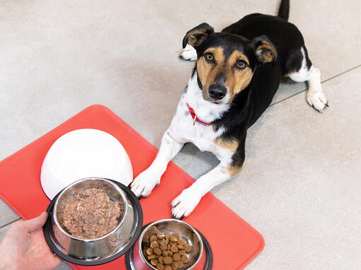 Câine așezat în fața bolurilor de mâncare