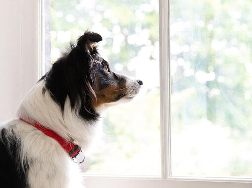 Border Collie se uită pe fereastră