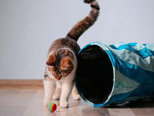 Pisică jucându-se cu o minge și un tunel