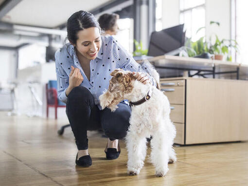 Femeie care mângâie câinele în birou