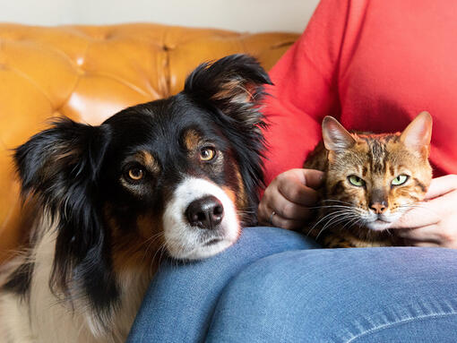 Câine și pisică în poala proprietarului