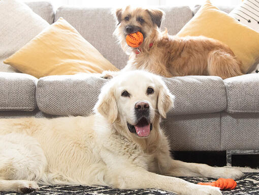 Golden retriever și terrier