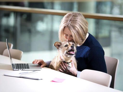 Terrier așezat în poala femeii în timp ce aceasta lucrează la laptop