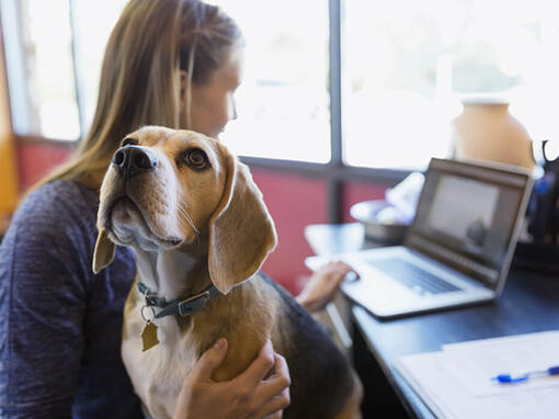 Femeie cu Beagle care lucrează la laptop