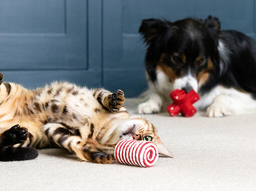 Pisică și câine care se joacă cu jucării