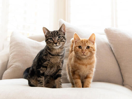 Pisici Brown și Ginger Tabby stând pe canapea