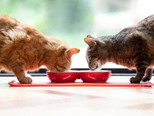 Două pisici care mănâncă dintr-un castron roșu