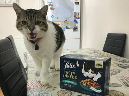 O pisică foarte fericită!