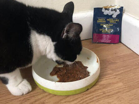 Pisica mea este înnebunită după Felix shreds