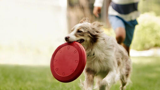 Collie alergând cu frisbee