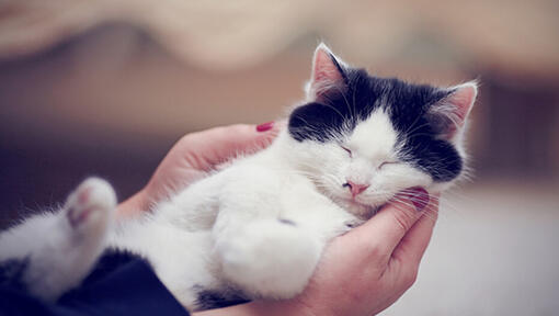 Pisică albă și neagră care doarme în mâinile proprietarilor
