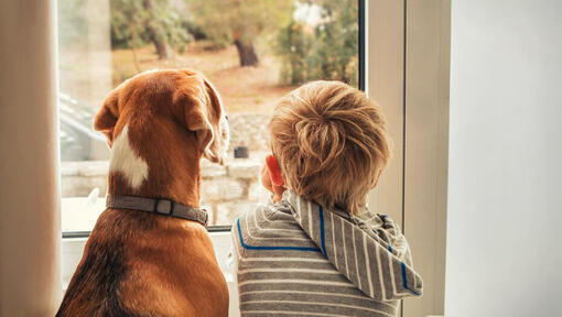 Copil care se uită pe fereastră cu un câine