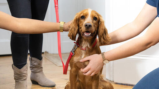 Spaniel fiind mângâiat