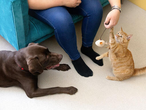 Pisica roșcată și labrador ciocolatiu stau sa fie hraniti de catre proprietari