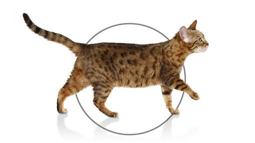 Purina Pro Plan