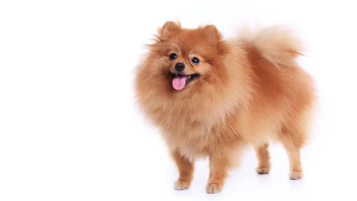 pomeranian