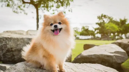 Pomeranian img1