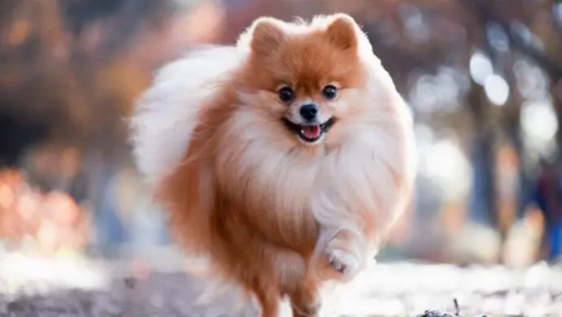 Pomeranian img2