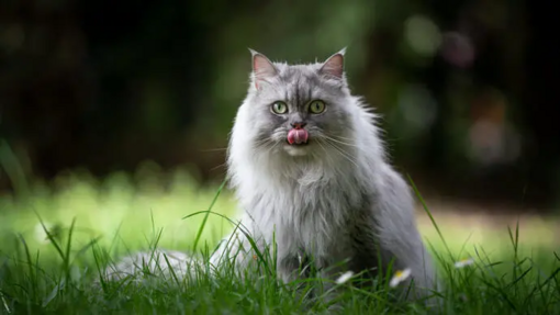 British Longhair img3