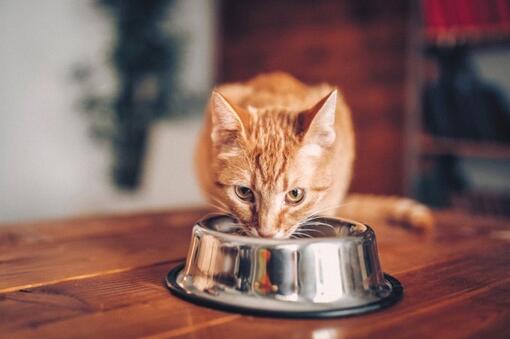 Alimentatia pisicii 