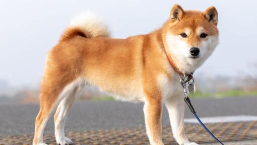 caine Shiba Inu stand in picioare cu o lesa la gat