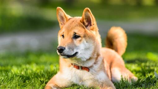 caine Shiba Inu asezat relaxat pe iarba