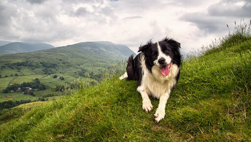 Border Collie asezat pe iarba intr-un cadru de vai montane