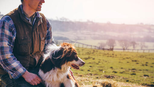 Border Collie stand lipit de un barbat intr-un peisaj de stana