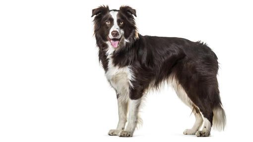 Border Collie