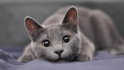 Pisica gri Albastru de Rusia stand pe burta intr-o pozitie de atac si privind in fata 