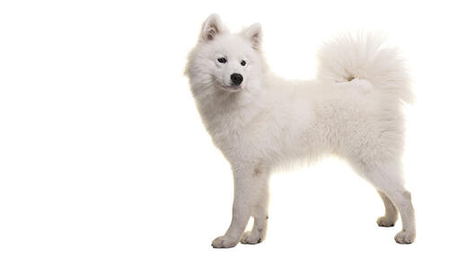 caine Samoyed alb stand in picioare si privind intr-o parte, pe fundal alb