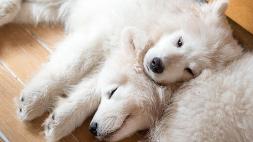 2 caini Samoyed albi dormind pe parchet si avand capetele lipite unul de altul