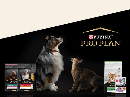 PRO PLAN Homepage