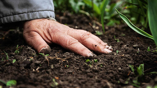 agricultura regenerativa purina