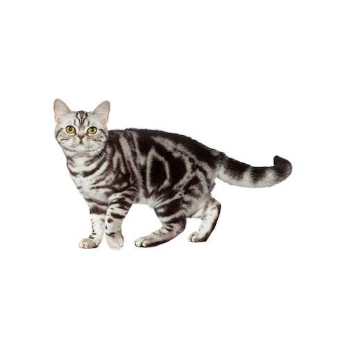 American Shorthair